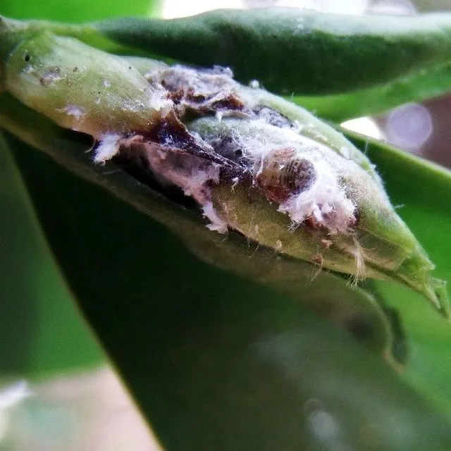 thumbnail for publication: Fig Psyllid Homotoma ficus (L.) (Insecta: Hemiptera: Homotomidae); Curtain Fig Psyllid Macrohomotoma gladiata Kuwayama (Insecta: Hemiptera: Homotomidae); and Ficus Leaf-Rolling Psyllid Trioza brevigenae Mathur (Insecta: Hemiptera: Triozidae)